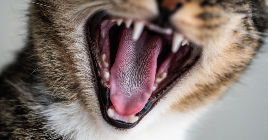 Consejos para la higiene bucal de tu gato en casa