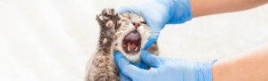 Higiene dental en gatos: guía de prevención y cuidados para su salud bucal