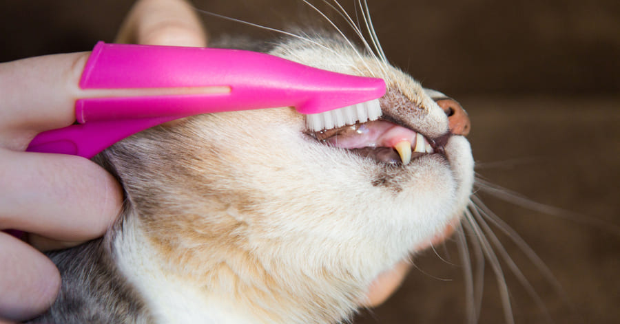 Cómo cepillar los dientes a un gato