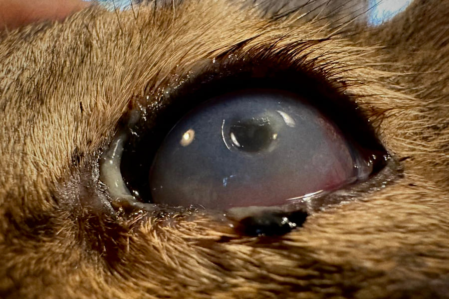 Caso clínico: enucleación ocular en Risco imagen