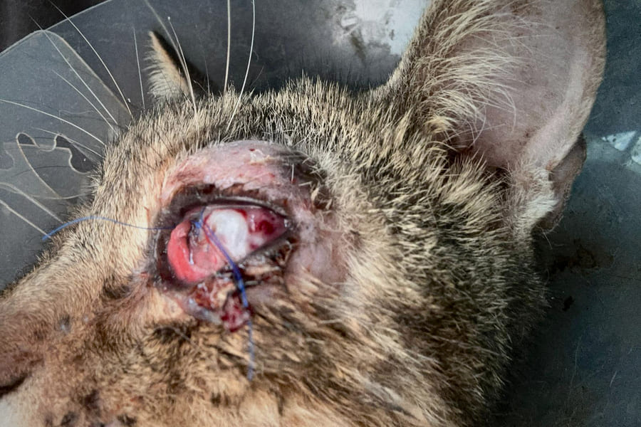 imagen cirugía enucleación ocular en gato