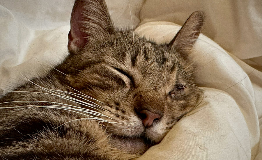 Tratamiento y cirugía proceso de enucleación ocular en gato
