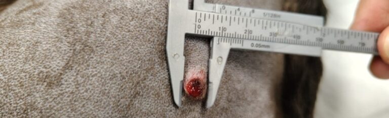Caso clínico: diagnóstico y cirugía de sarcoma cutáneo en Canela - proceso y fotos