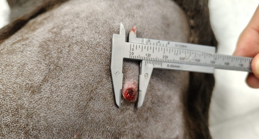 Diagnóstico y tratamiento de sarcoma cutáneo en perro joven