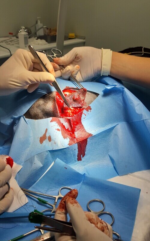Imagen cirugía perro sarcoma cutáneo