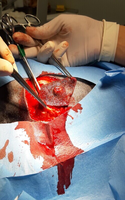 Foto pasos cirugía extracción sarcoma canino