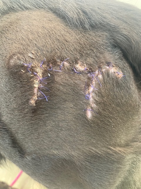 Tratamiento caso clínico sarcoma cutáneo perro