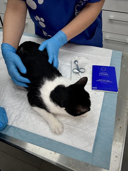 Caso clínico gato rescatado qué hacer: proceso y tests