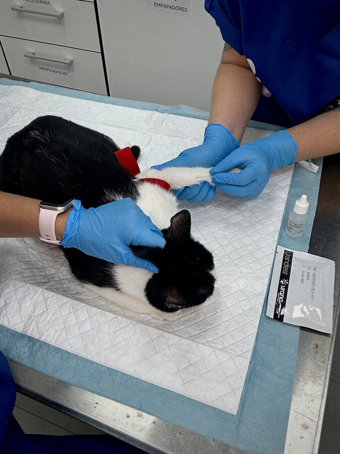Protocolo de revisión clínica con gato rescatado